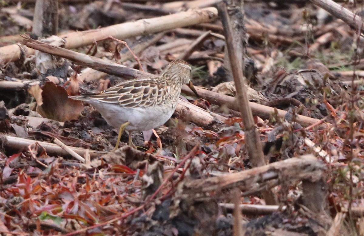 Pectoral Sandpiper - ML645404987