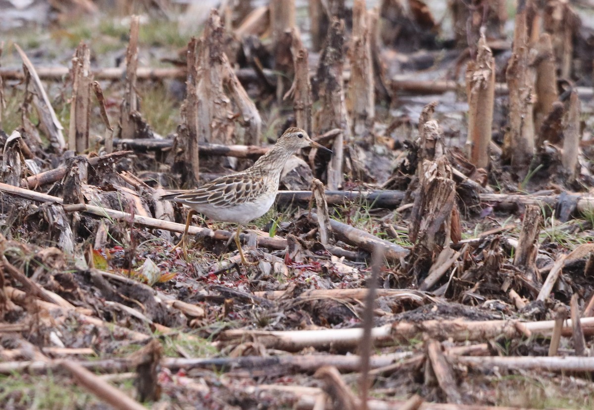 Pectoral Sandpiper - ML645404995