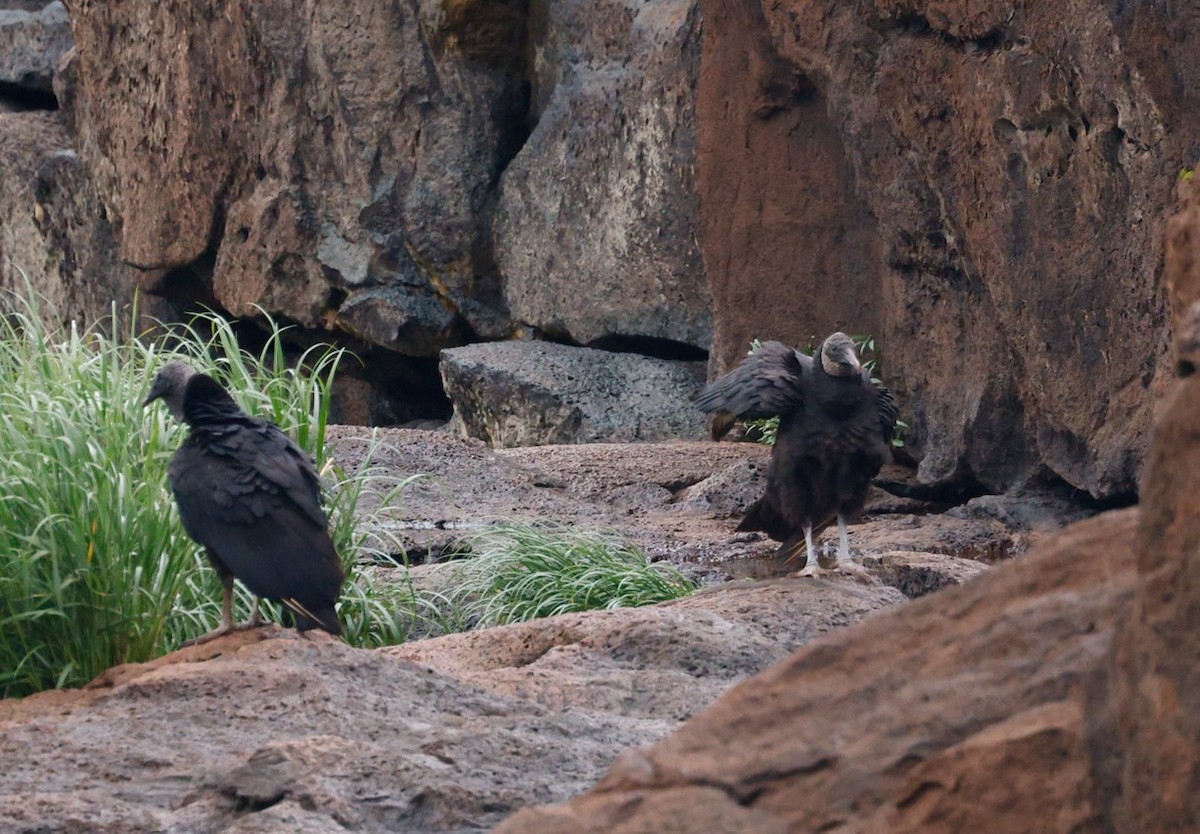 Black Vulture - ML645405012