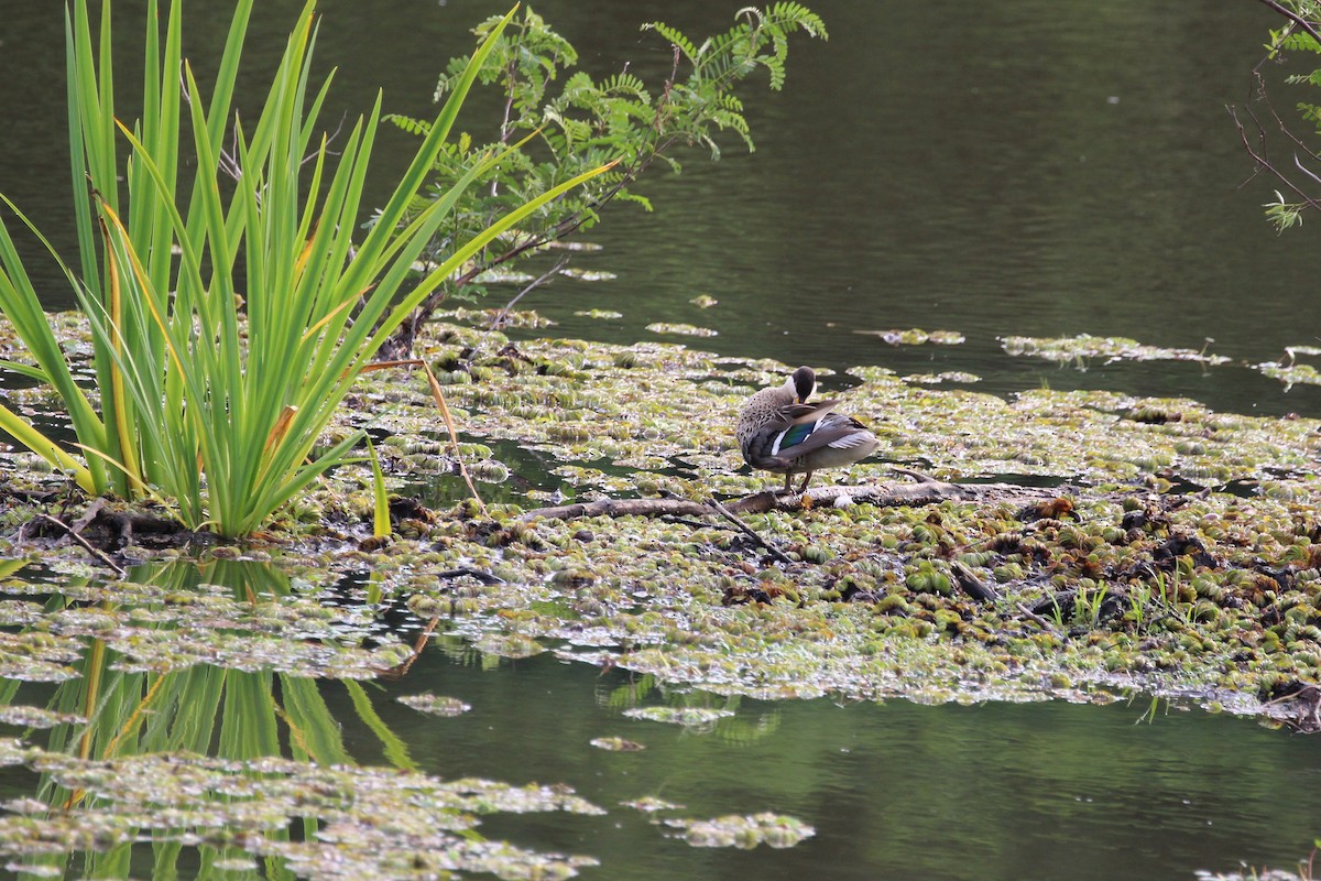 Brazilian Teal - ML645405013