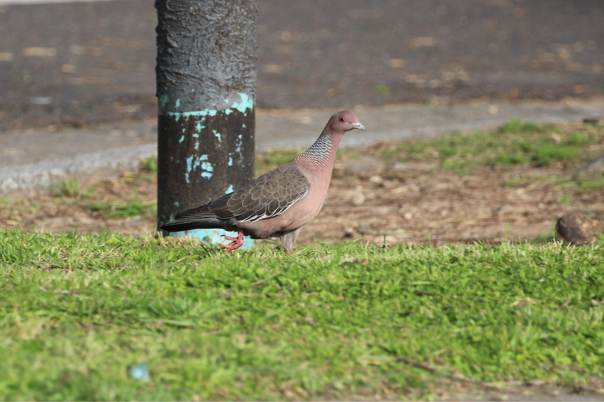 Pikazuro Güvercini - ML645405016