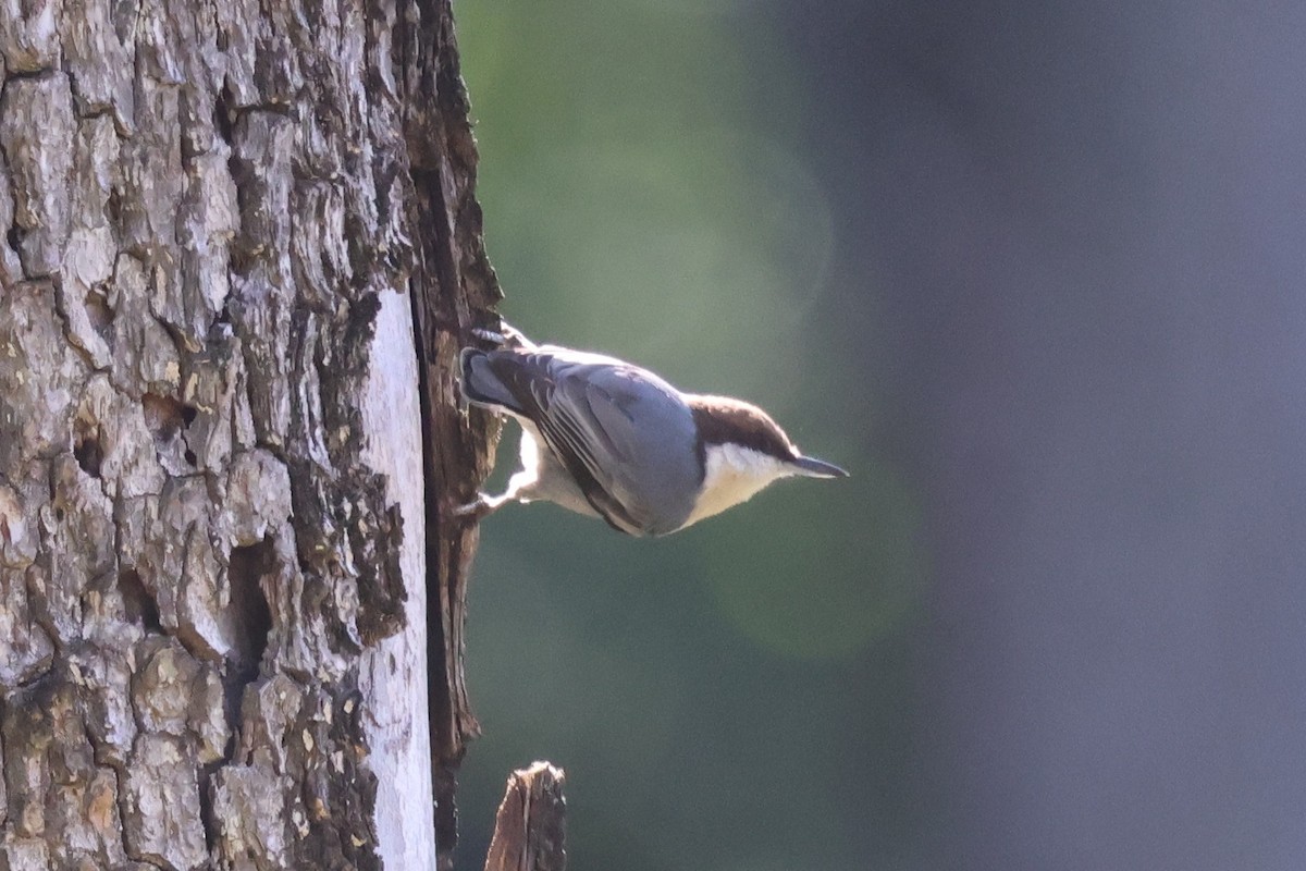 Brown-headed Nuthatch - ML645405017