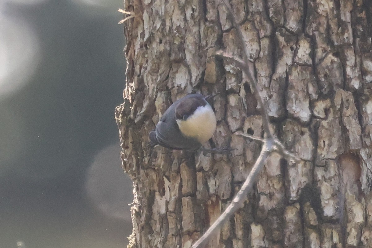 Brown-headed Nuthatch - ML645405021