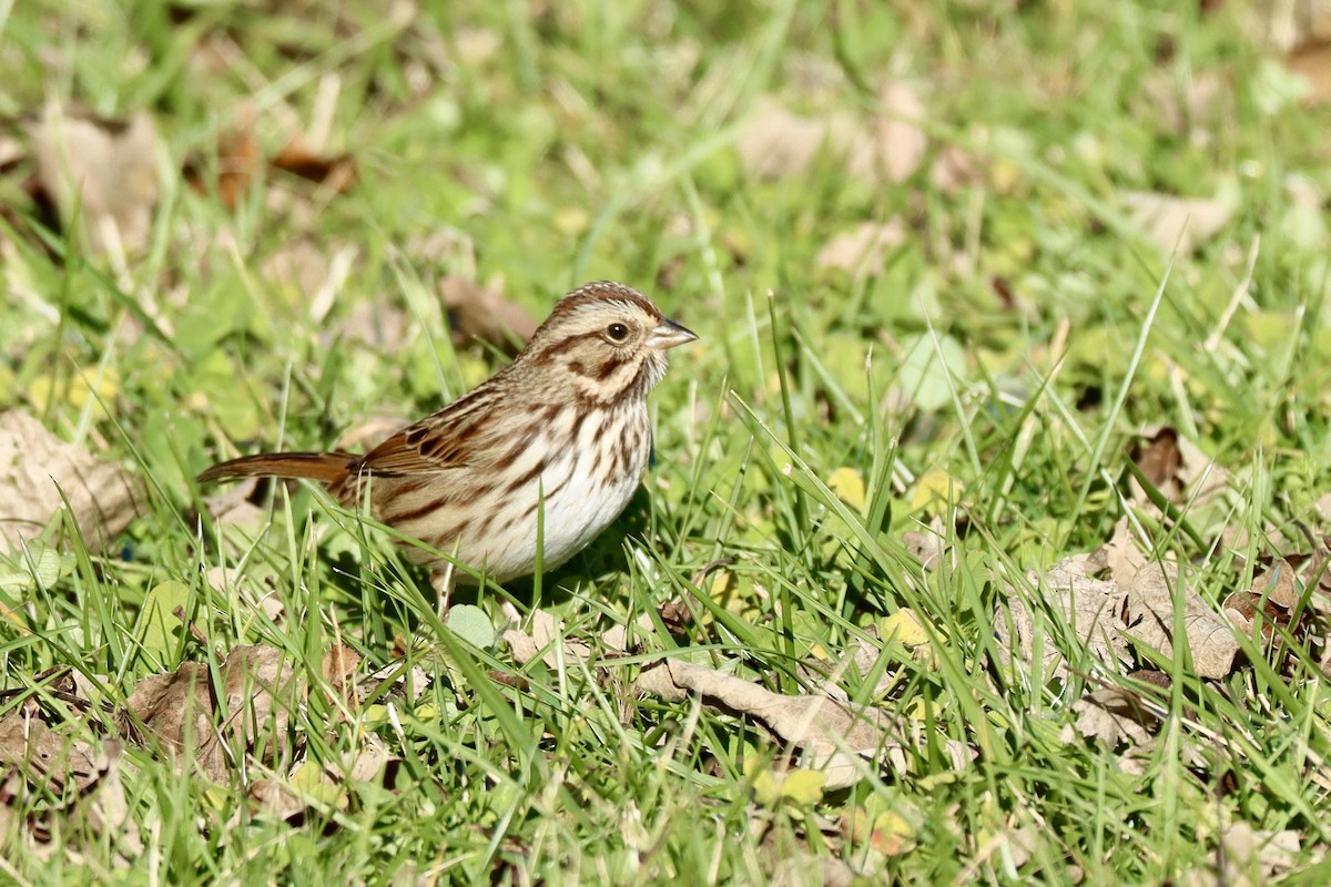 Пасовка співоча - ML645405025