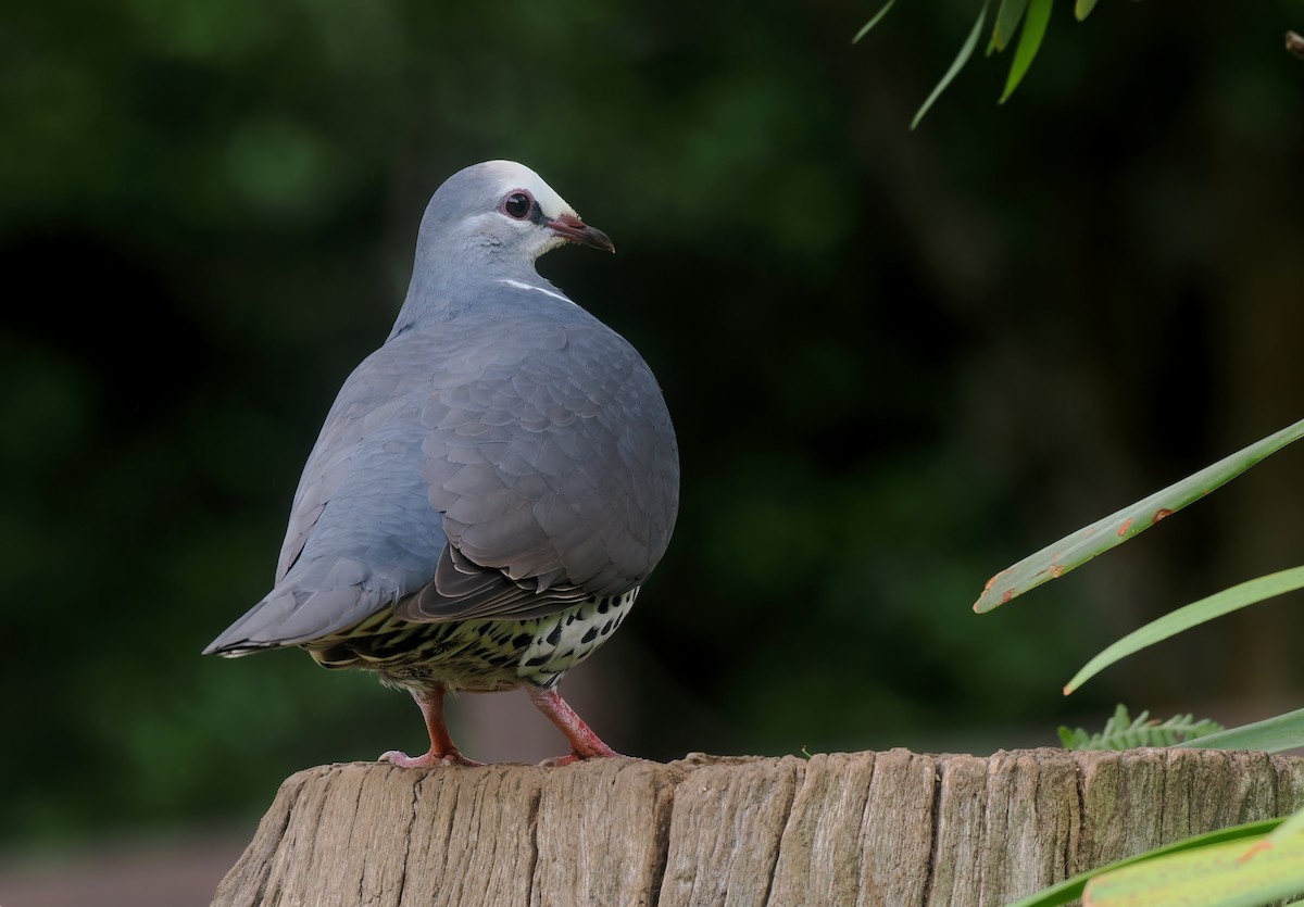 Wonga Pigeon - ML645405028