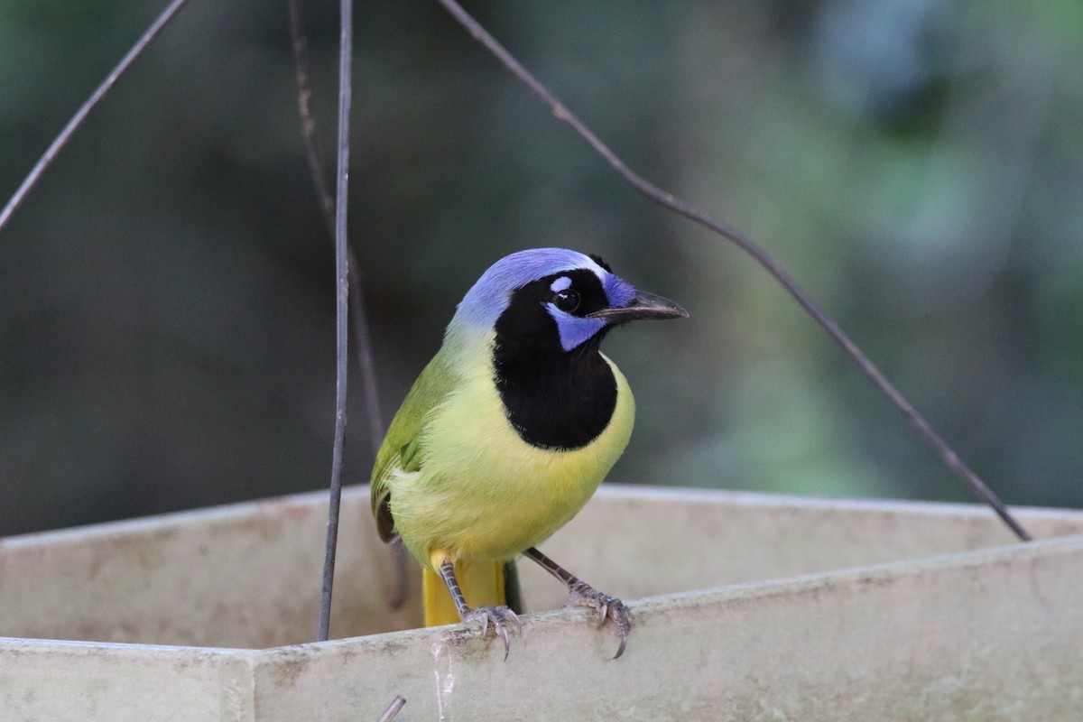 Geai vert - ML645405030