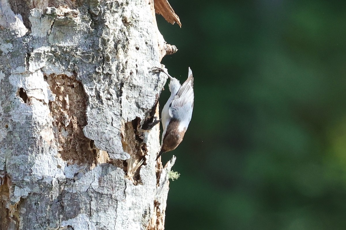 Brown-headed Nuthatch - ML645405034