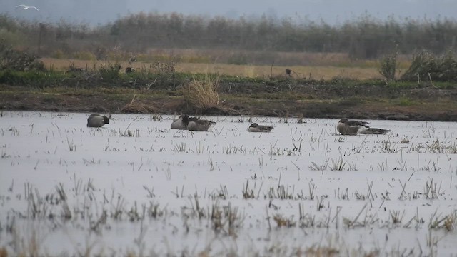 Graylag Goose - ML645405038