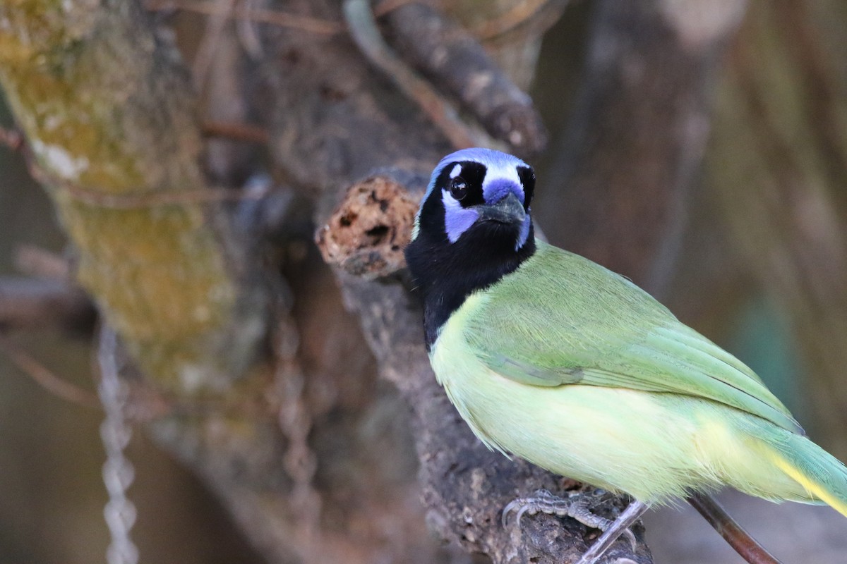 Geai vert - ML645405039