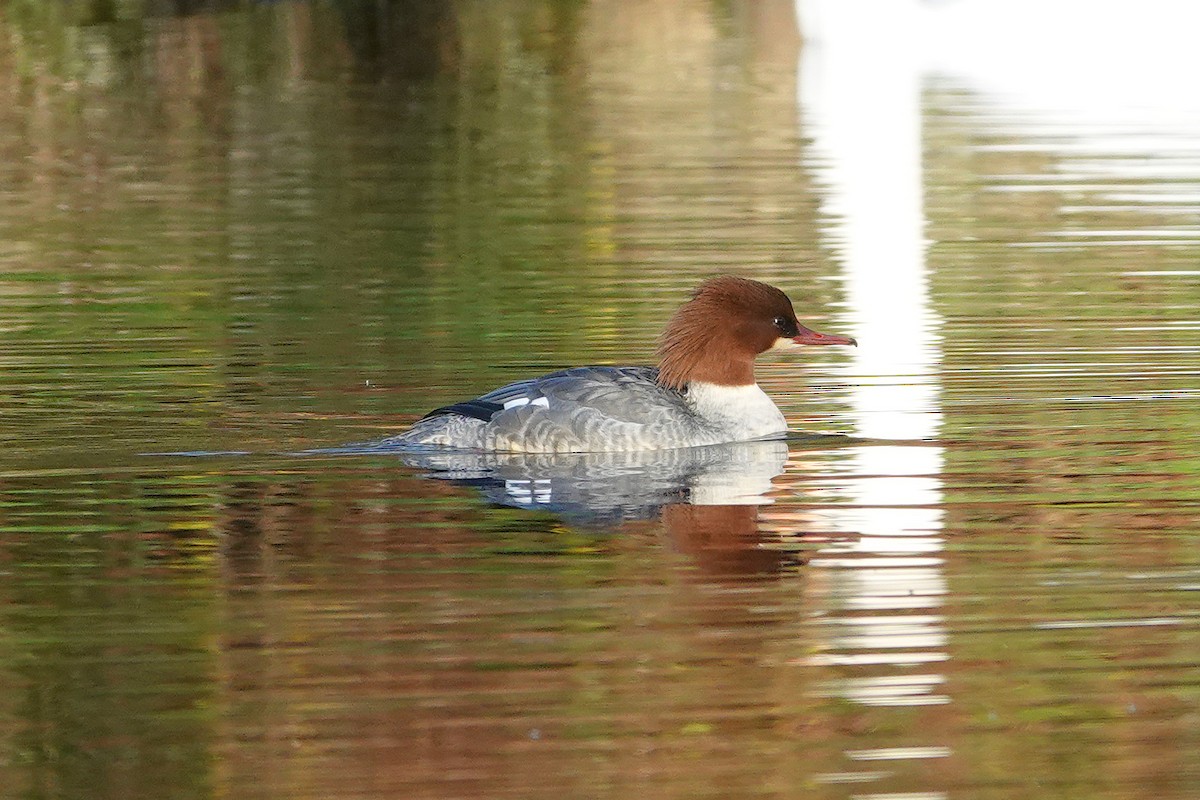 Gänsesäger - ML645405048