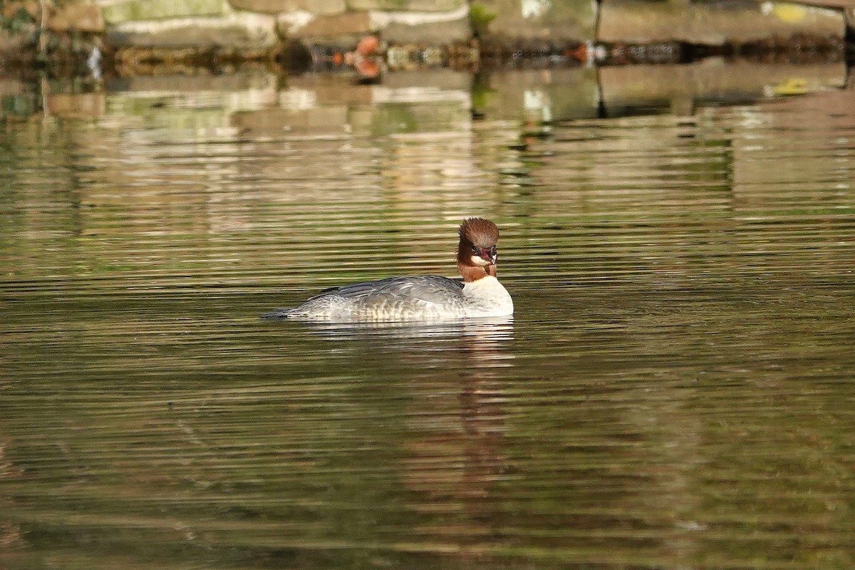 Gänsesäger - ML645405049