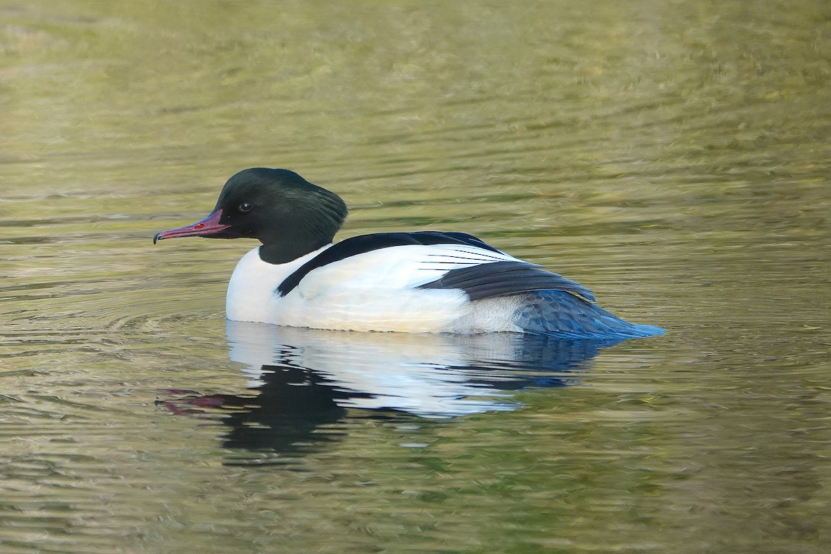 Gänsesäger - ML645405054