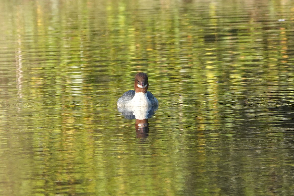 Gänsesäger - ML645405056