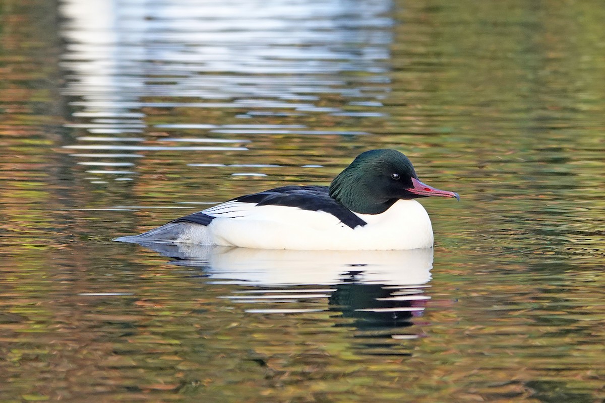 Gänsesäger - ML645405057