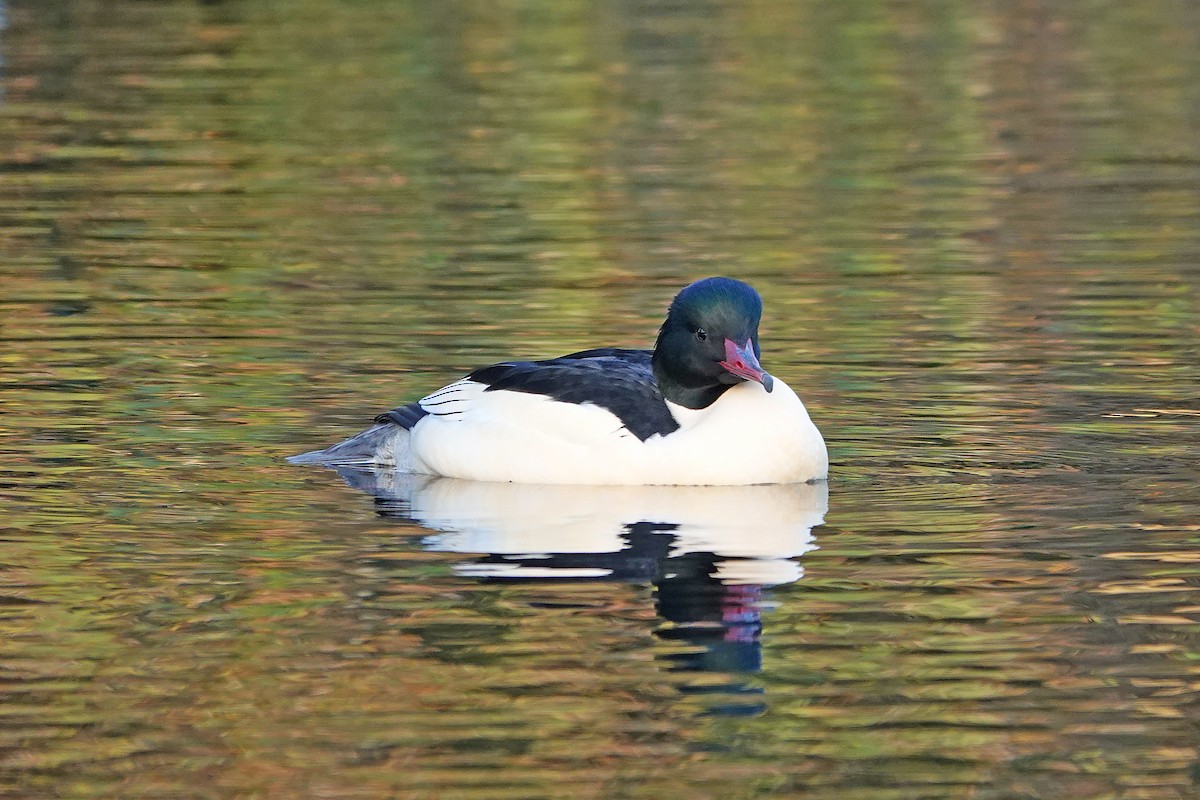 Gänsesäger - ML645405058