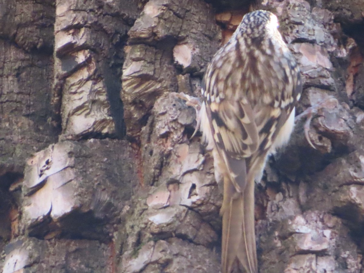 Brown Creeper - ML645405069