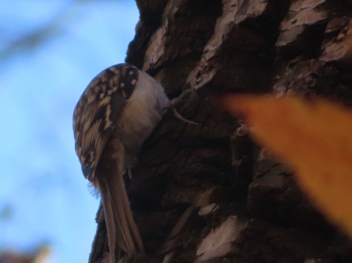 Brown Creeper - ML645405074
