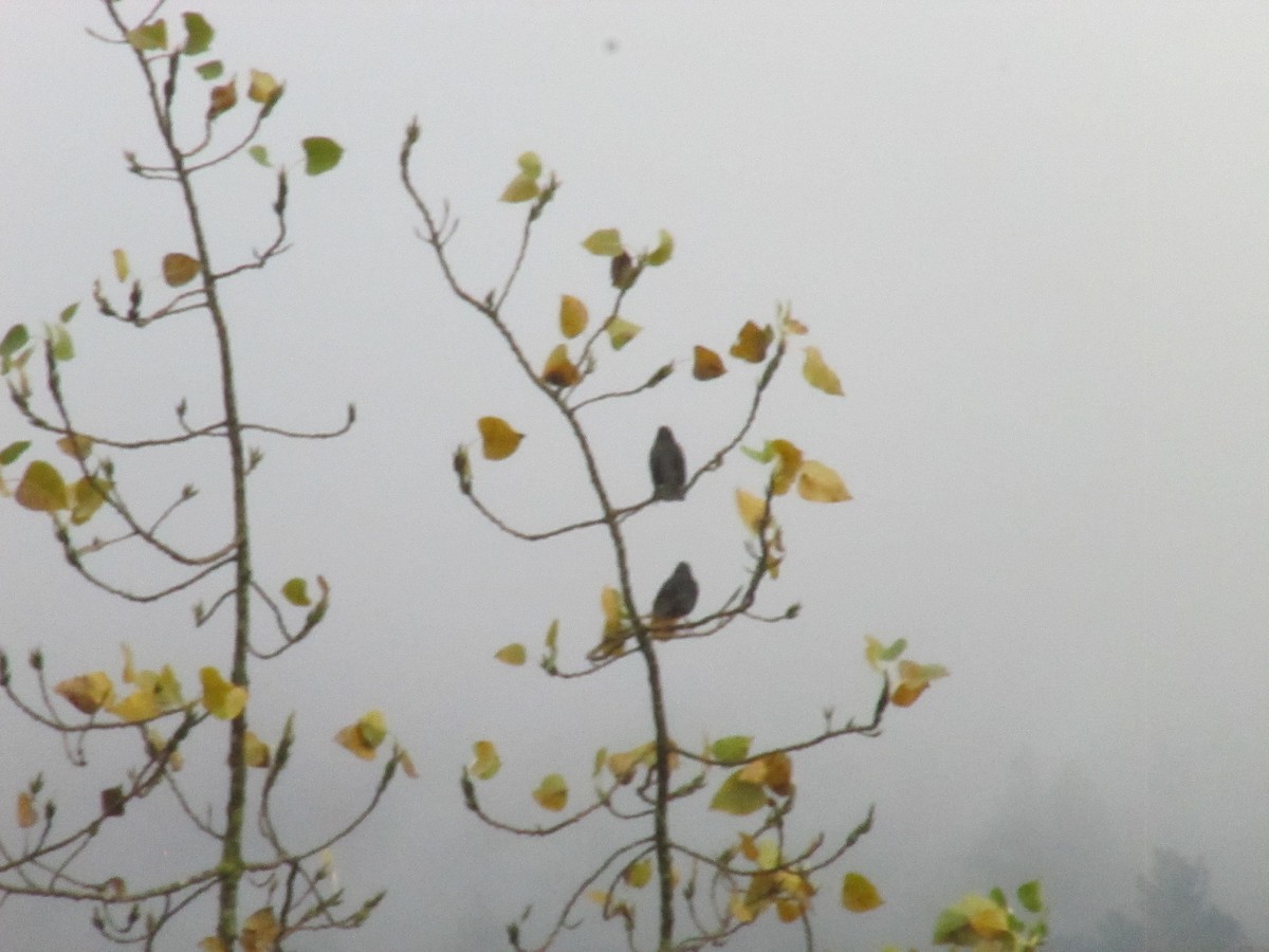 Arabazozo beltza - ML645405075