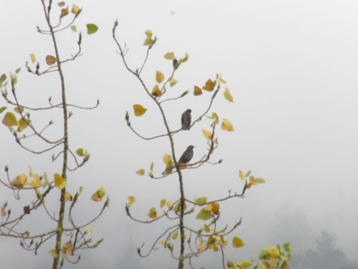 Arabazozo beltza - ML645405076