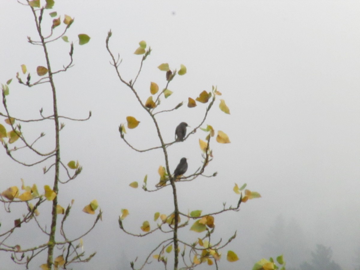 Arabazozo beltza - ML645405077