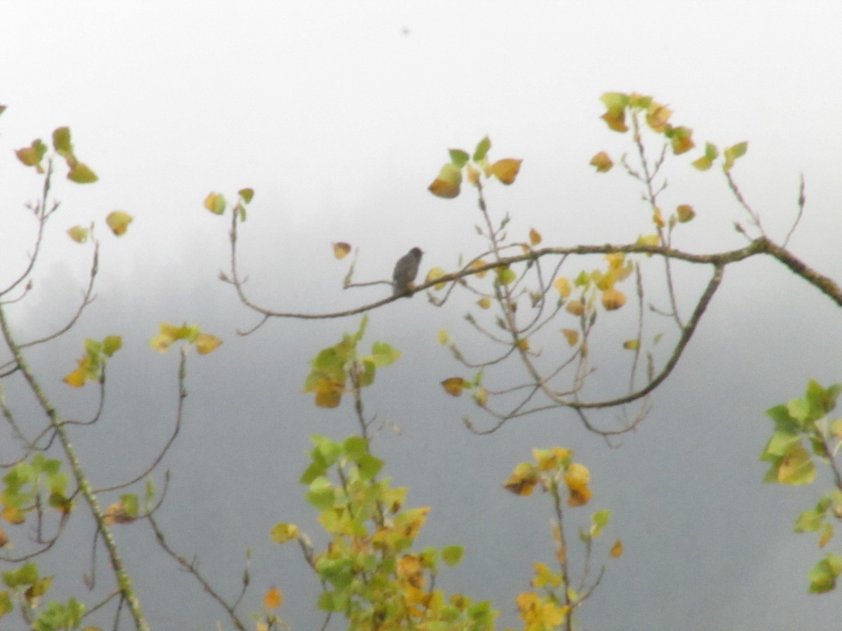 Arabazozo beltza - ML645405080