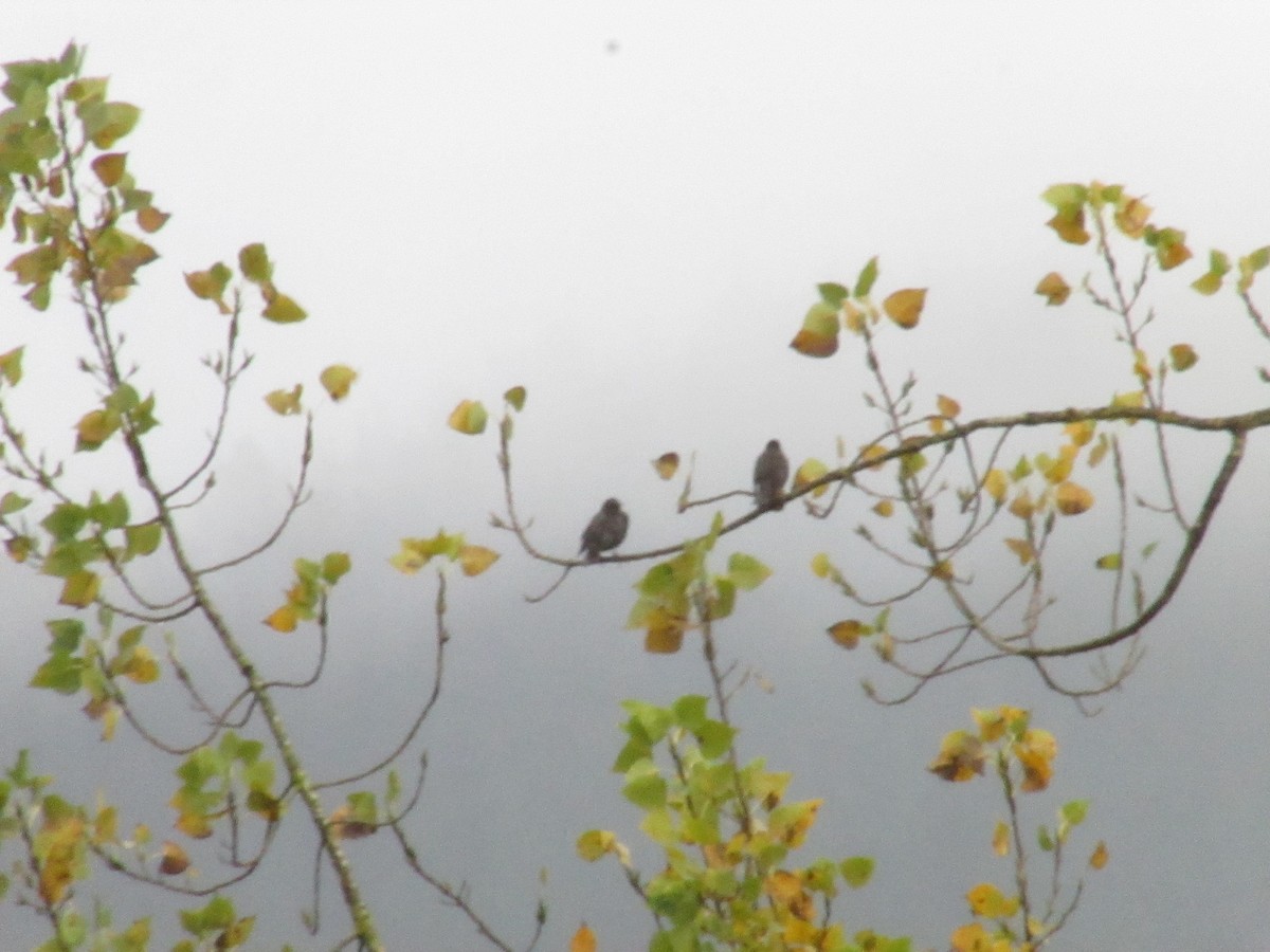 Arabazozo beltza - ML645405081