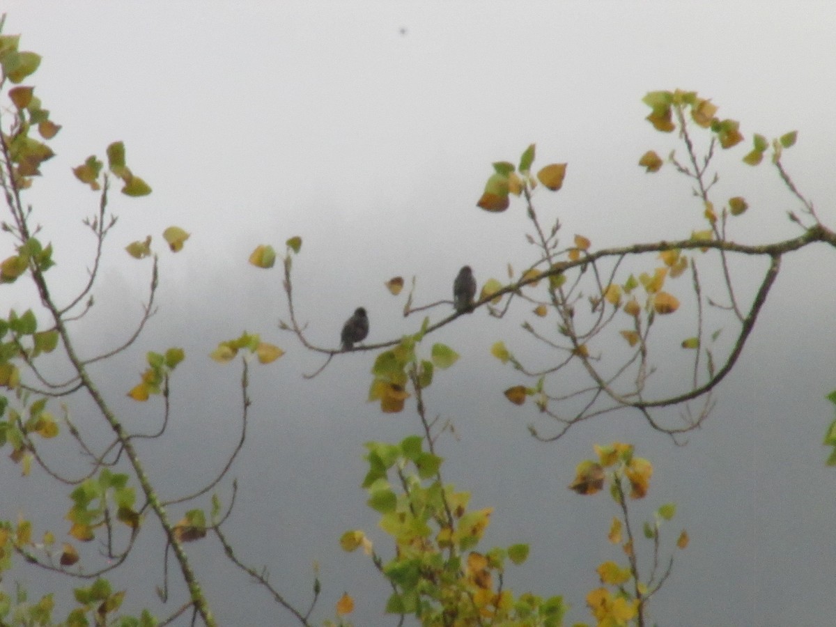 Arabazozo beltza - ML645405082