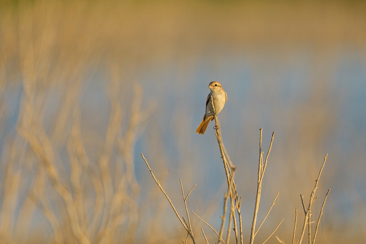 Isabellwürger - ML645405092