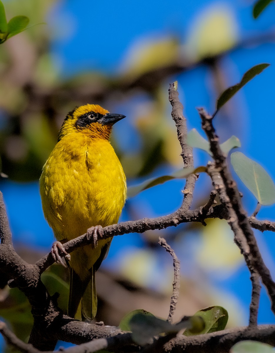 Tejedor Baglafecht - ML645405102