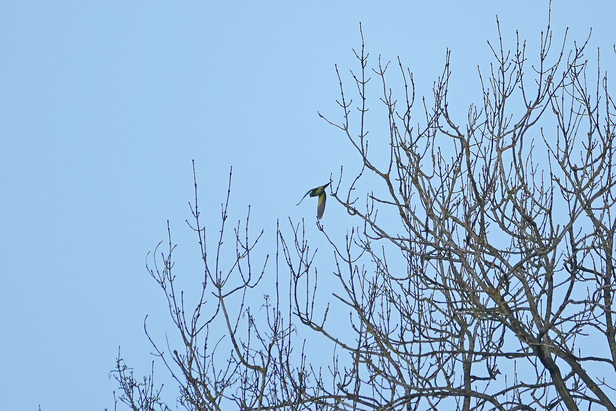 Halsbandsittich - ML645405111