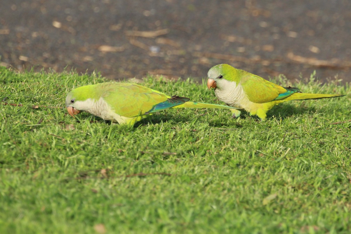 Mönchssittich - ML645405113