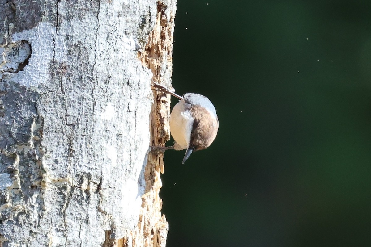 Brown-headed Nuthatch - ML645405114