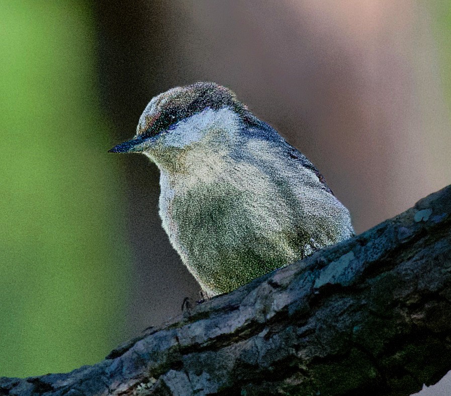 Sittelle à tête brune - ML645405115