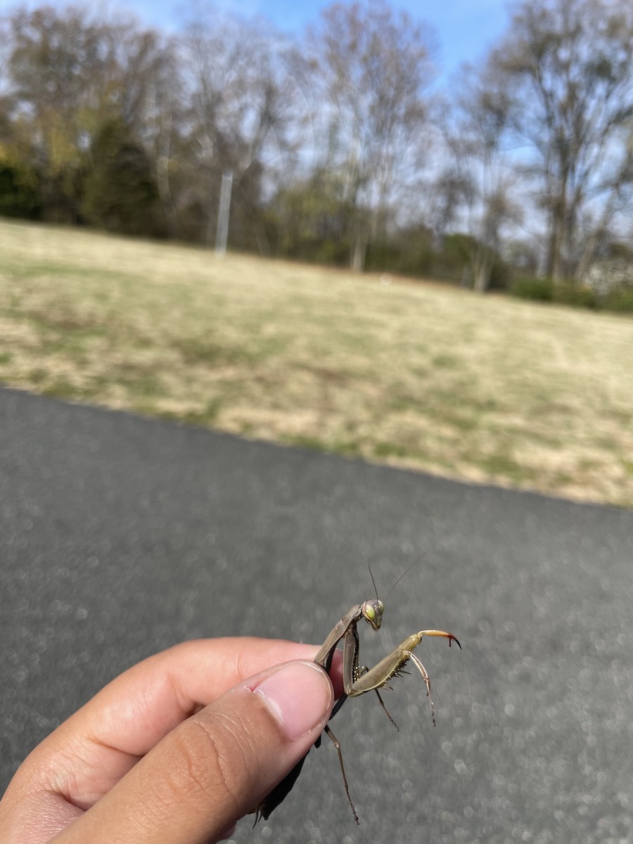 Praying Mantis - ML645405132