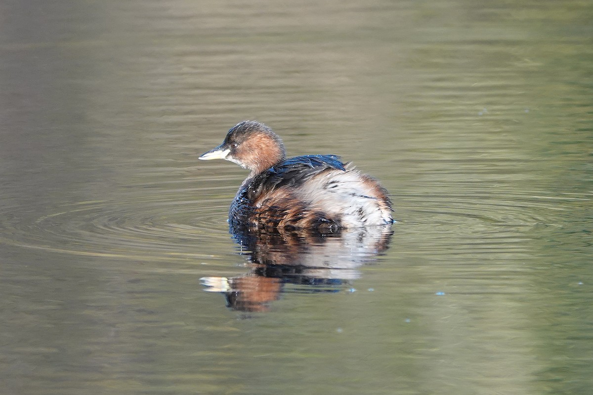 Zwergtaucher - ML645405135