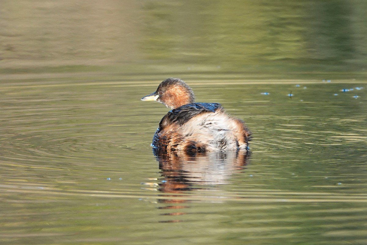 Zwergtaucher - ML645405136