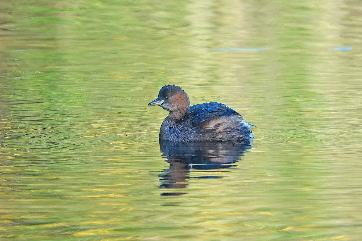 Zwergtaucher - ML645405137