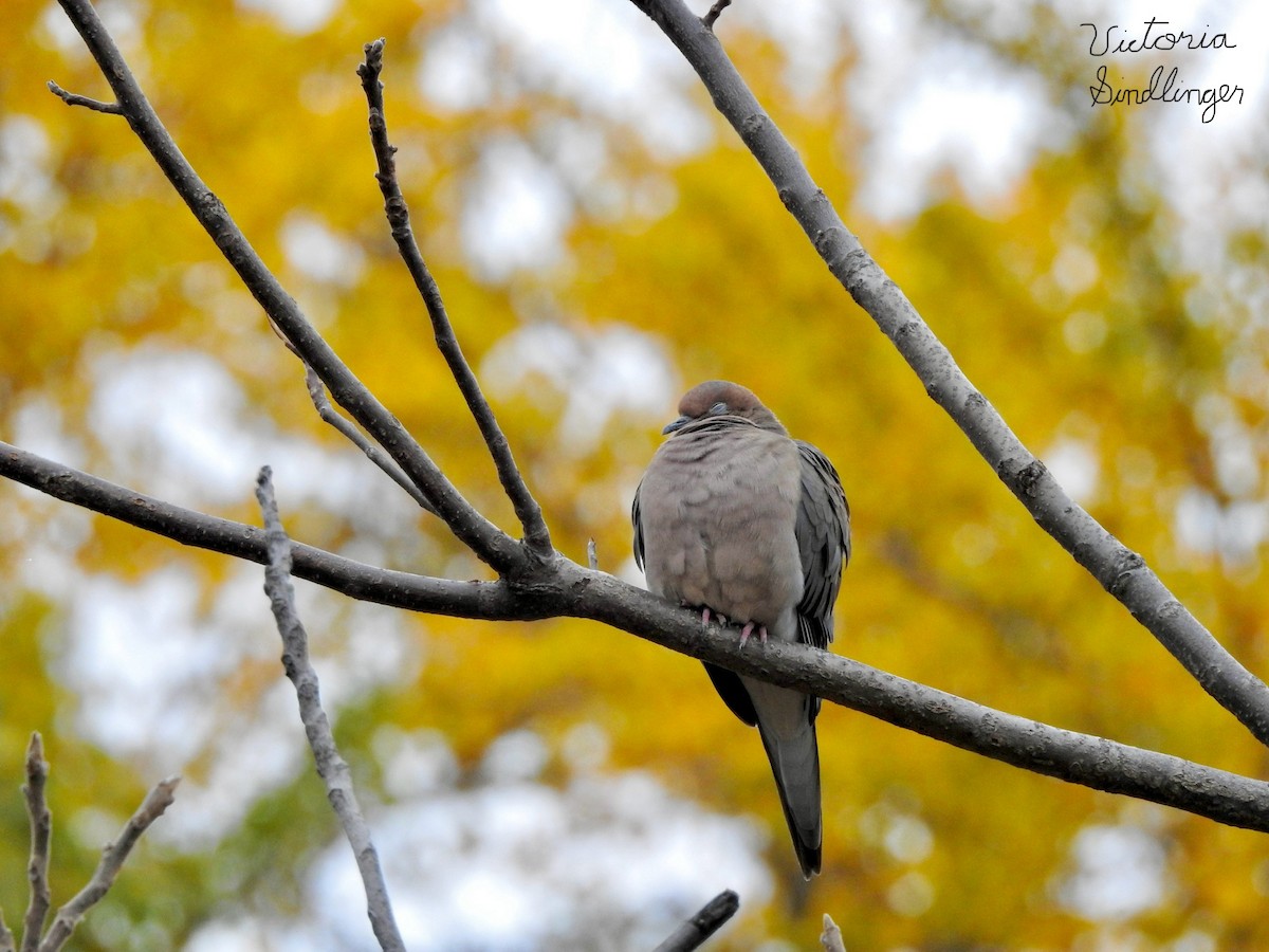Mourning Dove - ML645405138