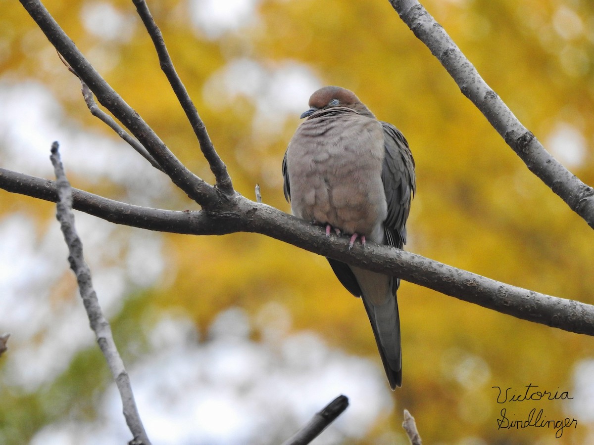 Mourning Dove - ML645405139