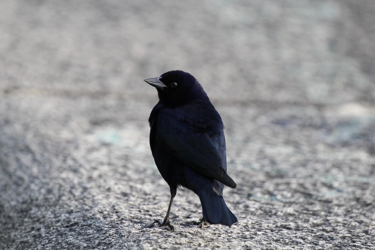 テリバネコウウチョウ - ML645405144