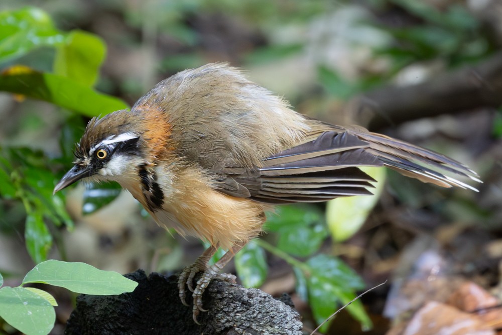 Lesser Necklaced Laughingthrush - ML645405145