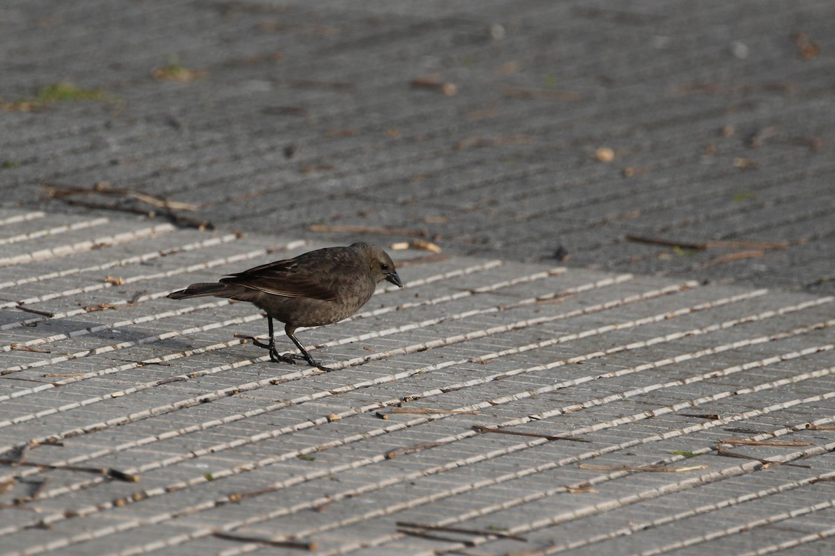 テリバネコウウチョウ - ML645405151