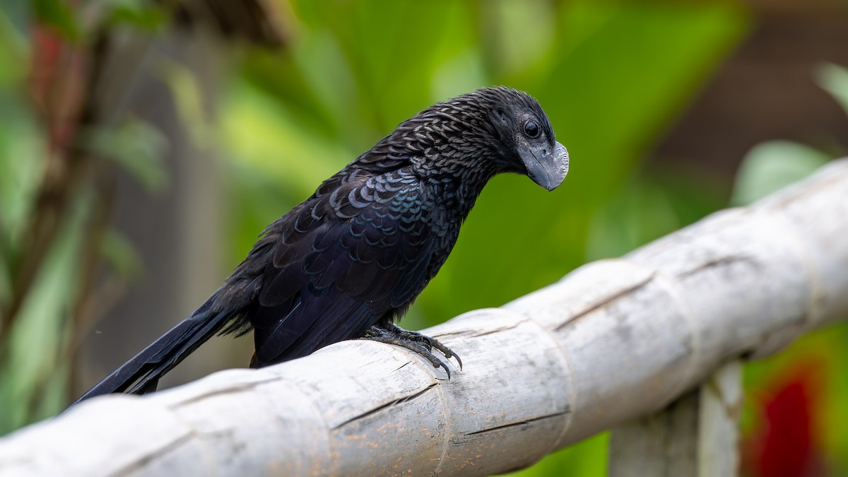 Smooth-billed Ani - ML645405153