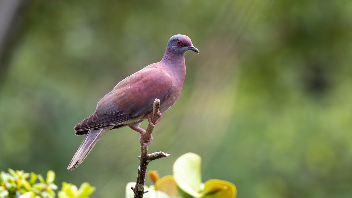 Pale-vented Pigeon - ML645405157