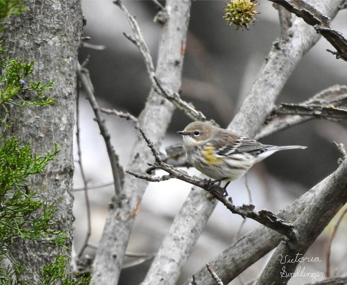 Yellow-rumped Warbler - ML645405170