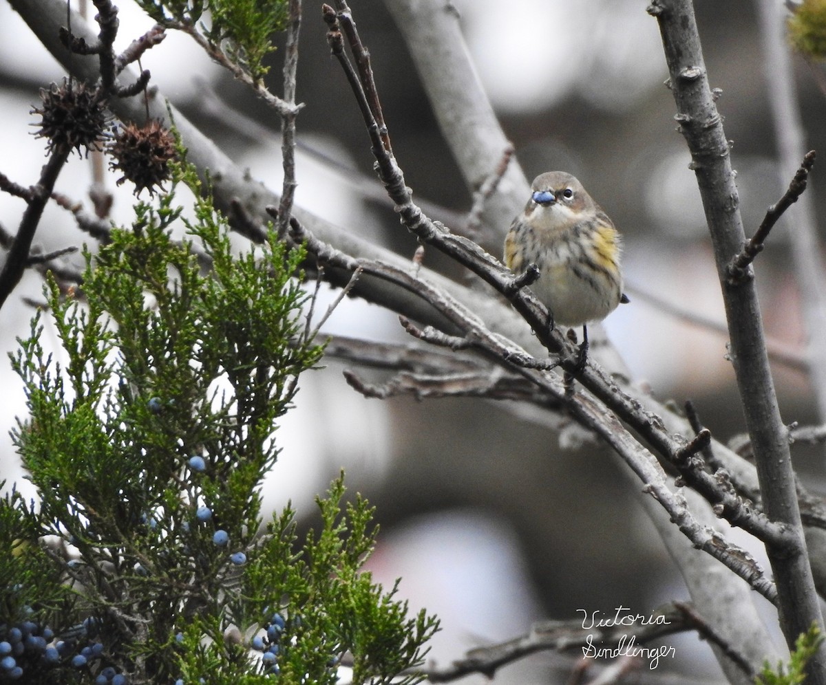 Yellow-rumped Warbler - ML645405171