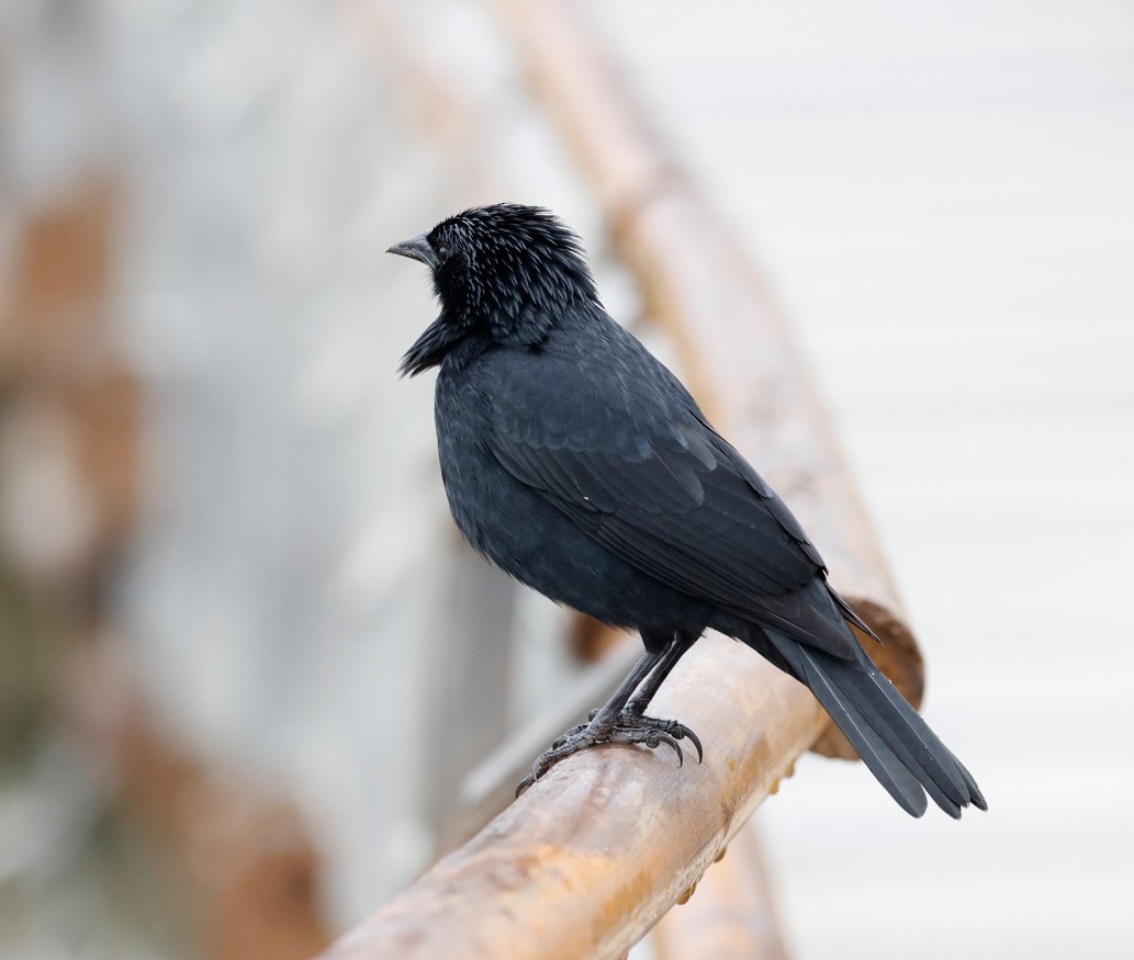 Chopi Blackbird - ML645405177