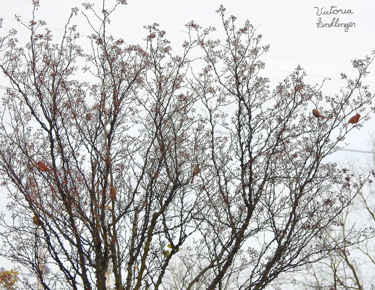 Northern Cardinal - ML645405186