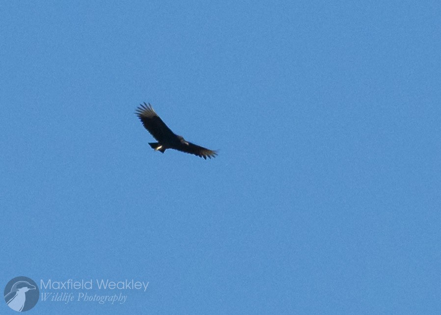 Black Vulture - ML645405187