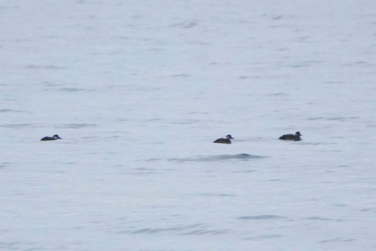 Common Scoter - ML645405188